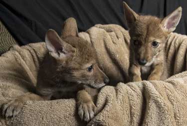 coyote babies